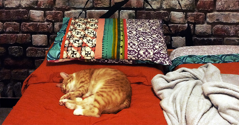…anche i gatti dormono sogni tranquilli.